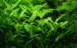 Preview: Hygrophila polysperma - Indischer Wasserfreund